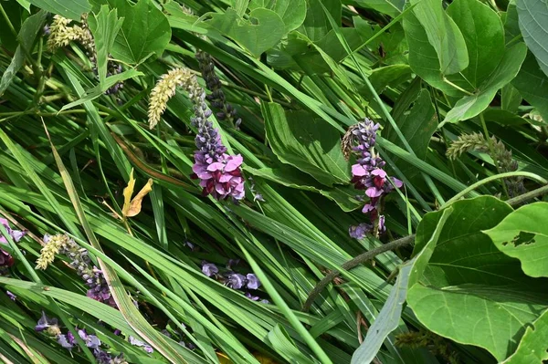 Kudzu Reben Japanische Pfeilwurzel Blühen Fabaceae Mehrjährige Weinrebe Rot Violette — Stockfoto