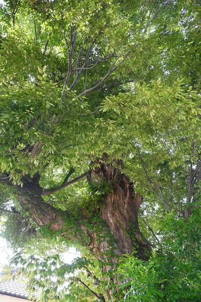 ケヤキのセラタの幹 枝や葉 ウルマセア落葉樹 その形の良さから街路樹として利用されている 日本では寺院や神社の建築材料として用いられている — ストック写真