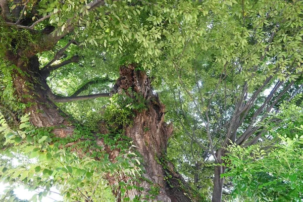 Zelkova Serrata Stamm Äste Und Blätter Ulmaceae Laubbaum Wegen Seiner — Stockfoto