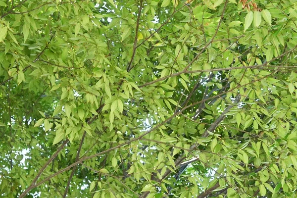 ケヤキのセラタの幹 枝や葉 ウルマセア落葉樹 その形の良さから街路樹として利用されている 日本では寺院や神社の建築材料として用いられている — ストック写真