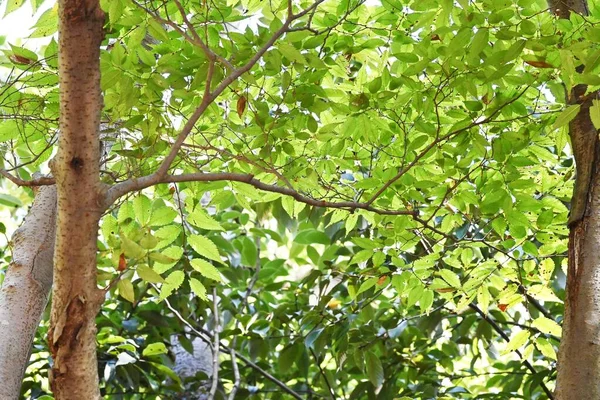 Batang Serrata Zelkova Cabang Dan Daun Pohon Ulmaceae Deciduous Karena — Stok Foto