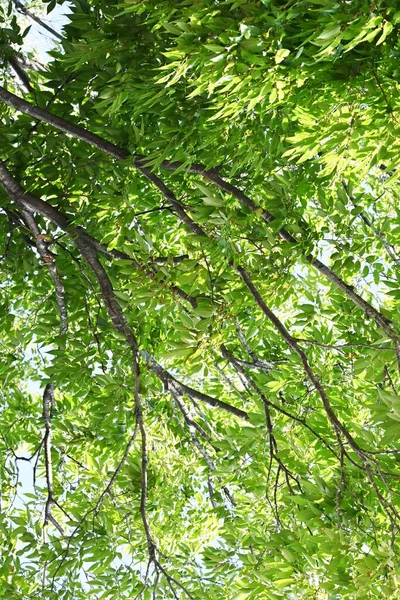 Zelkova Serrata Tronc Branches Feuilles Ulmaceae Arbre Feuilles Caduques Raison — Photo