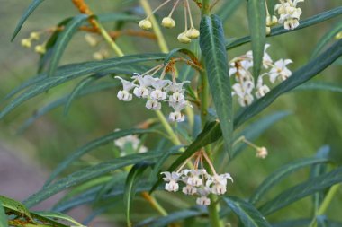 Gomphocarpus physocarpus (Kuğu bitkisi) çiçeği. Apocynaceae daimi bitkileri. Yazın beyaz çiçekler açar ve sonbaharda olgunlaşan yumuşak dikenli küresel meyveler.