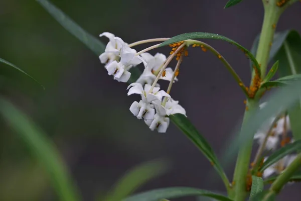 Gomphocarpus Physocarpus Planta Cisne Flores Apocynaceae Plantas Perennes Flores Blancas — Foto de Stock