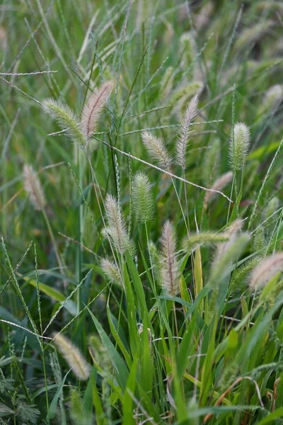 绿狐狸尾巴 自然背景材料 菊科一年生杂草 — 图库照片