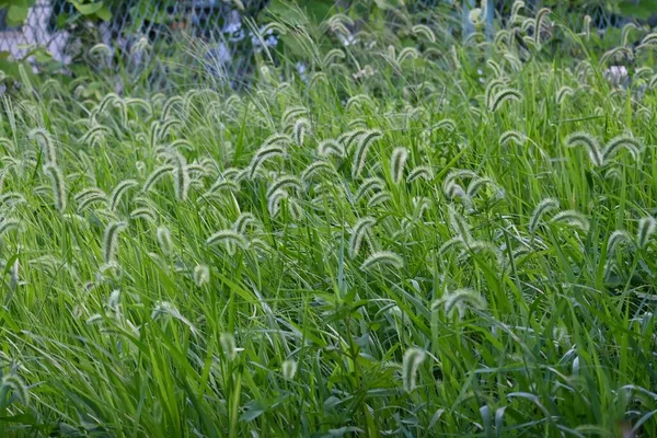 Zorra Verde Material Fondo Natural Hierba Anual Poaceae — Foto de Stock