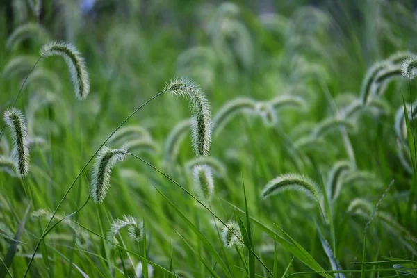 Zorra Verde Material Fondo Natural Hierba Anual Poaceae — Foto de Stock