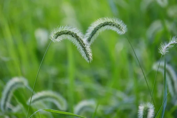 緑の尾 天然の背景素材 草丈年間雑草 — ストック写真