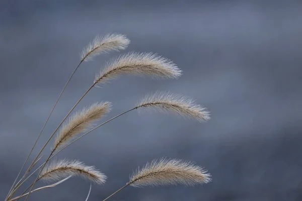 Grünfuchsschwanz Natürliches Hintergrundmaterial Poaceae Jahreskraut — Stockfoto