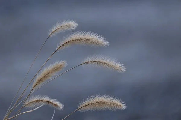 Grön Räv Naturligt Bakgrundsmaterial Poaceae Ettårigt Ogräs — Stockfoto