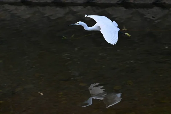 Egret Bäck Den Lever Fisk Och Grodor Med Sin Långa — Stockfoto