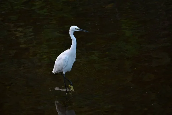 Ein Reiher Bach Mit Seinem Langen Schnabel Ufer Macht Jagd — Stockfoto