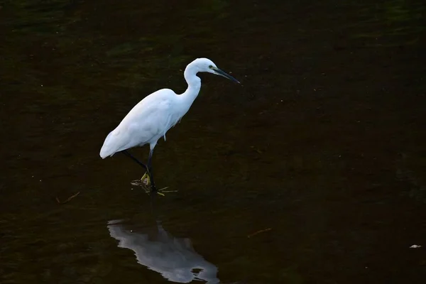 Ein Reiher Bach Mit Seinem Langen Schnabel Ufer Macht Jagd — Stockfoto