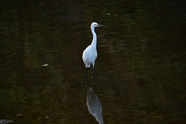 Ein Reiher Bach Mit Seinem Langen Schnabel Ufer Macht Jagd — Stockfoto