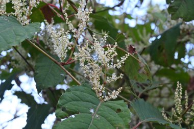 Fallopia japonica (Japon düğüm otu) çiçekleri. Polygonaceae daimi bitkileri. Yazdan sonbahara güzel beyaz çiçekler açar. Genç filizler yenilebilir, kökler tedavi edici..