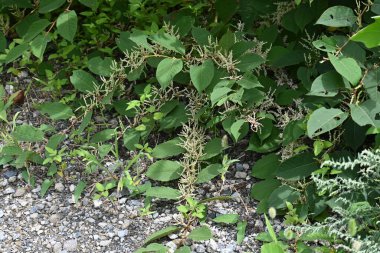 Fallopia japonica (Japon düğüm otu) çiçekleri. Polygonaceae daimi bitkileri. Yazdan sonbahara güzel beyaz çiçekler açar. Genç filizler yenilebilir, kökler tedavi edici..