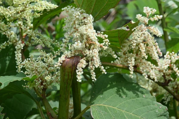 Fallopia Japonica Japanischer Knöterich Blüht Polygonaceae Mehrjährige Pflanzen Feine Weiße — Stockfoto