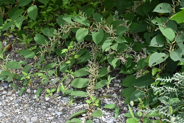 フォロピア ジャポニカ ニッコウソウ ポリゴナス多年生植物 夏から秋にかけて細かい白花を咲かせます 若い芽は食用であり 根は薬用です — ストック写真