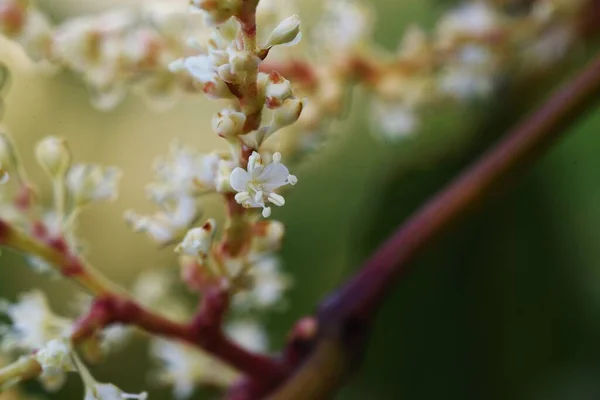 Fallopia Japonica Japanese Knotweed 다년생 Polygonaceae 여름부터 가을까지 새싹은 수있고 — 스톡 사진