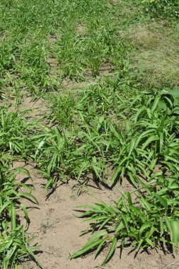 Ipomoea aquatica (Su Sabah Zaferi) ekimi. Konvolvulaceae besleyici bir yaz bitkisi. Oyuk saplı bir sebzedir ve genellikle Çin mutfağında bir malzeme olarak kullanılır..