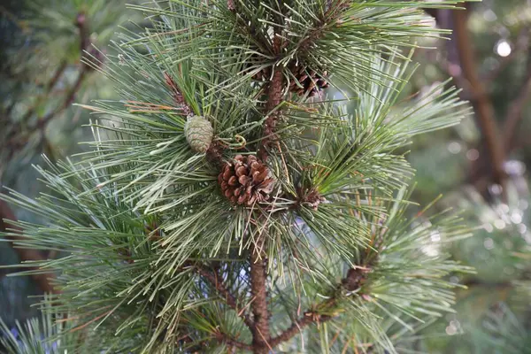 Naaldbomen Pineconen Dennenappels Zijn Vergrote Vrouwelijke Bloemen Van Dennenbomen — Stockfoto