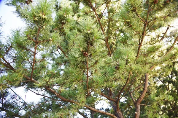 Хвойні Конуси Pinecones Соснові Шишки Збільшені Жіночі Квіти Соснових Дерев — стокове фото
