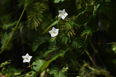 Selvi asması (Ipomoea quamoclit) çiçekleri. Tropikal Amerika 'ya özgü uzun ömürlü sarmaşıklar. Temmuz 'dan Ekim' e kadar çiçek açar.