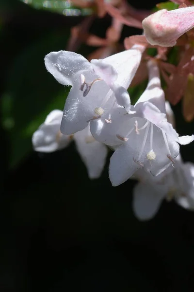 Glanzende Abeliabloemen Caprifoliaceae Groenblijvende Struik Vele Kleine Klokvormige Witte Bloemen — Stockfoto