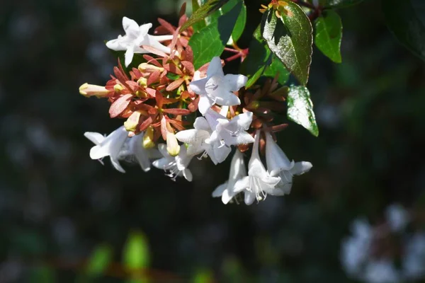 Glanzende Abeliabloemen Caprifoliaceae Groenblijvende Struik Vele Kleine Klokvormige Witte Bloemen — Stockfoto