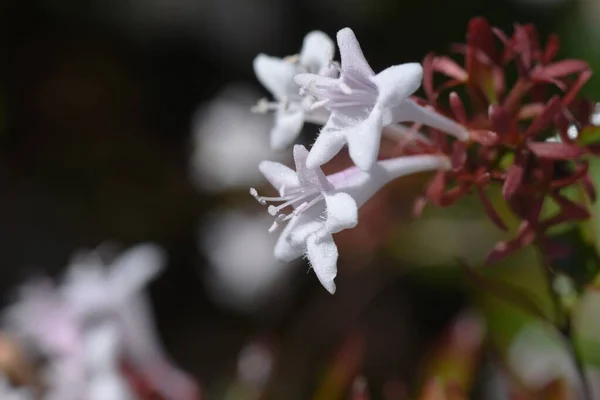 Fényes Abelia Virágok Caprifoliaceae Örökzöld Cserje Sok Kis Harang Alakú — Stock Fotó