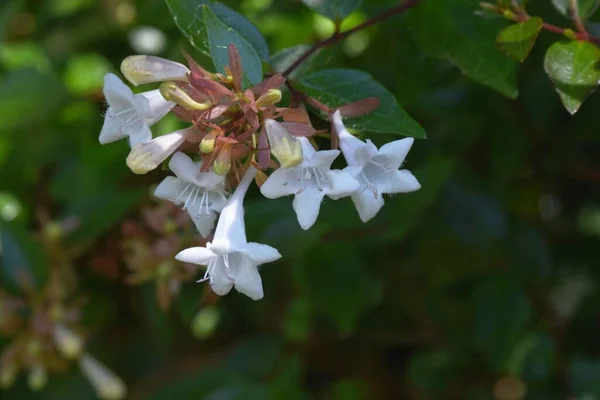 Glanzende Abeliabloemen Caprifoliaceae Groenblijvende Struik Vele Kleine Klokvormige Witte Bloemen — Stockfoto