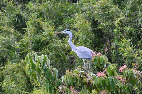 Garça Cinzenta Ele Aproveita Peixes Anfíbios Rios Beira Mar Com — Fotografia de Stock