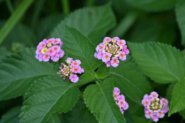 Lantana çiçekleri. Orta ve Güney Amerika 'nın yemyeşil çalıları. Mayıs 'tan Ekim' e kadar uzun bir süre çiçek açar.