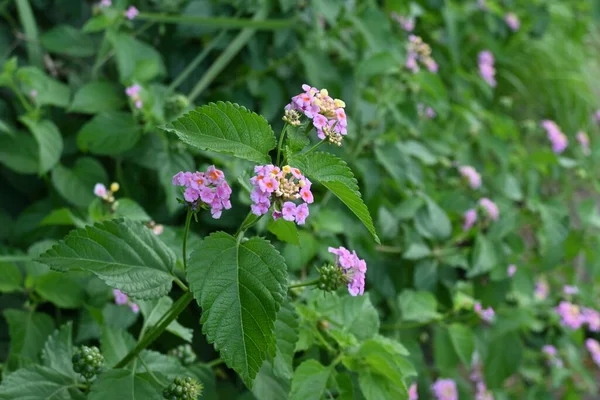 Цветы Лантаны Уроженец Центральной Южной Америки Verbenaceae Evergreen Shrub Цветет — стоковое фото