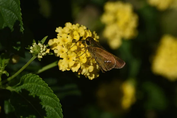 Квіти Лантани Поширений Центральній Південній Америці Verbenaceae Evergreen Chrub Блуми — стокове фото