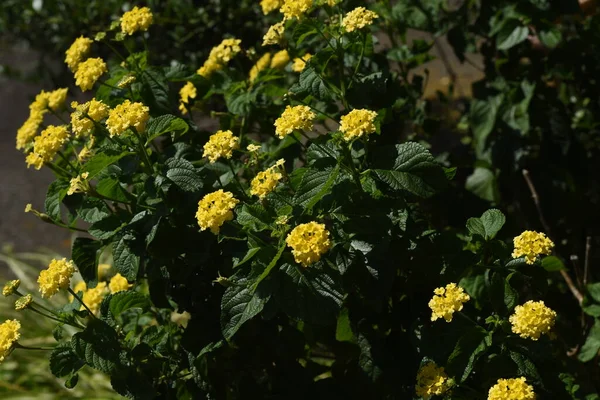 Lantana Bloemen Inheems Midden Zuid Amerika Verbenaceae Groenblijvende Struik Bloeit — Stockfoto