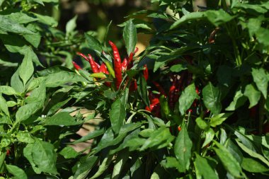 Kırmızı biber ekimi. Meksika 'ya özgü uzun ömürlü bir baharat..