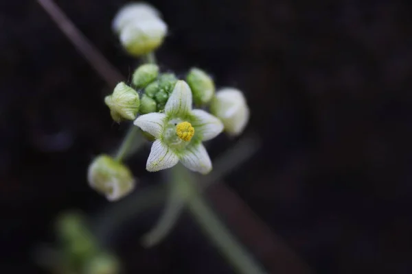 Sicyos Angulatus Cucurbitaceae Vine Fruit Covered White Spines Flowering Has — Stock Photo, Image