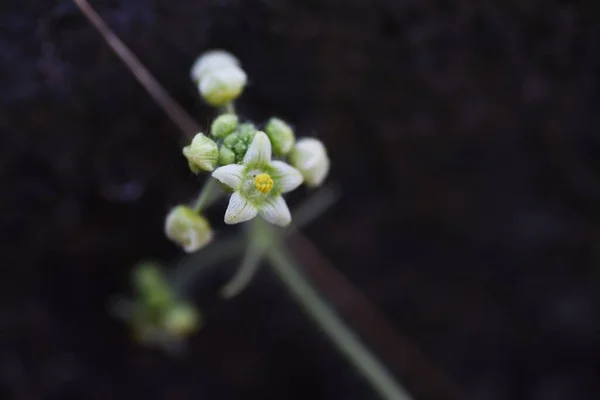 Sicyos Angulatus Cucurbitaceae Vine Fruto Cubierto Espinas Blancas Después Floración —  Fotos de Stock