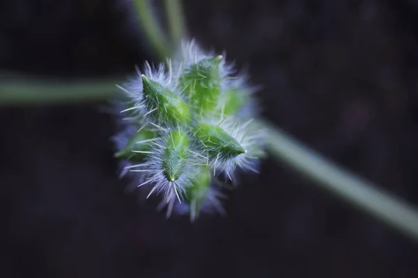 Sicyos Angulatus Vitigno Cucurbitaceae Frutta Ricoperta Spine Bianche Dopo Fioritura — Foto Stock