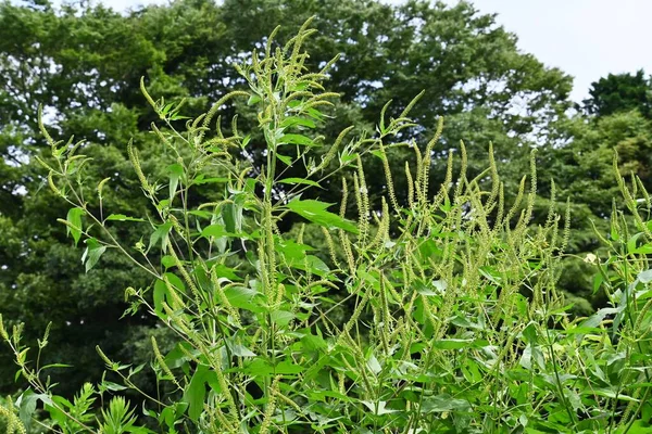 Рагвейд Ambrosia Artemisiifolia Астероїди Жахливі Забруднені Вітром Квіти Цвіте Липня — стокове фото