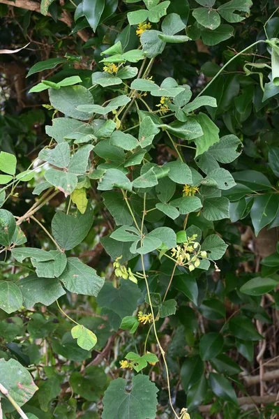 Rhynchosia Acuminatifolia Fabaceae Meerjarige Wijnstok Vlindervormige Gele Bloemen Bloeien Van — Stockfoto