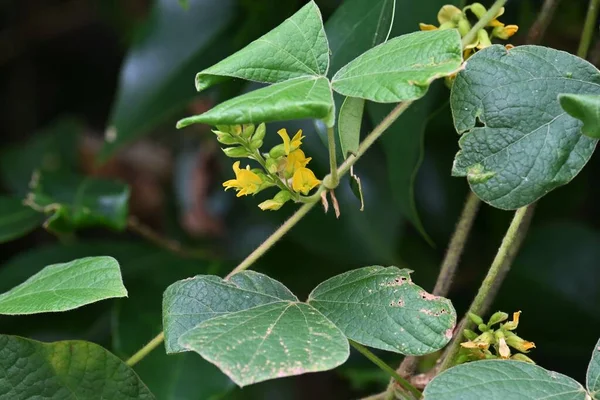 Rhynchosia acuminatifolia. Fabaceae perennial vine. Butterfly-shaped yellow flowers bloom from July to September, and the legumes ripen in autumn to form black seeds