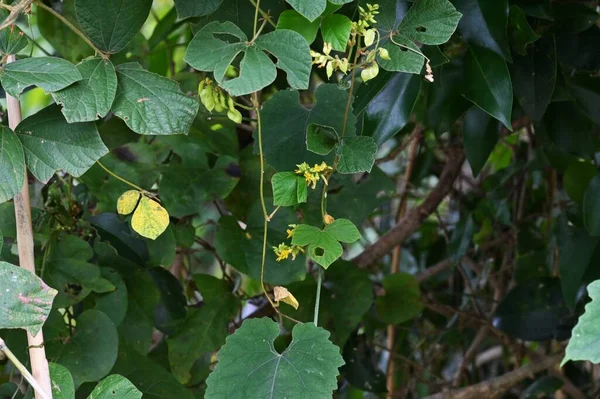 Rhynchosia acuminatifolia. Fabaceae perennial vine. Butterfly-shaped yellow flowers bloom from July to September, and the legumes ripen in autumn to form black seeds