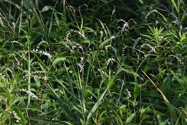 Persicaria Japonica Flores Dióicas Polygonaceae Plantas Perenes Cresce Zonas Húmidas — Fotografia de Stock