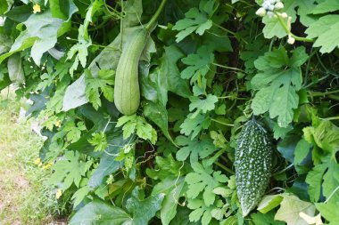 Luffa silindir ekimi. Cucurbitaceae yıllık asma sebzesi. Yiyecek ve ilaç olarak kullanılıyor, kurutuluyor ve sünger olarak kullanılıyor..