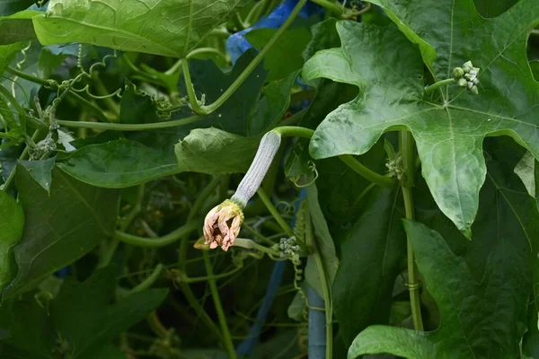 Pěstování Luffa Cylindrica Cucurbitaceae Roční Vinná Zelenina Používá Potraviny Léky — Stock fotografie