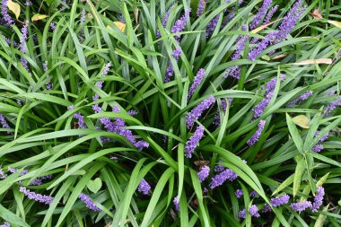 Büyük mavi zambak çimleri. Asparagaceae daimi bitkileri. Temmuz 'dan Ekim' e kadar sivri uçlarda sayısız soluk mor çiçek vardır..