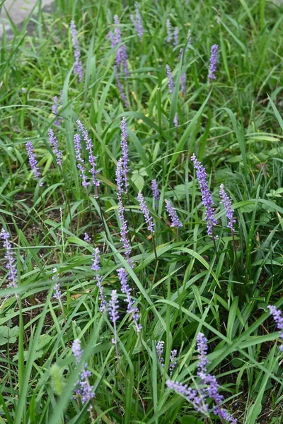 Wielkie Niebieskie Kwiaty Lilii Wieloletnie Rośliny Szparagaceae Liczne Jasnofioletowe Florety — Zdjęcie stockowe