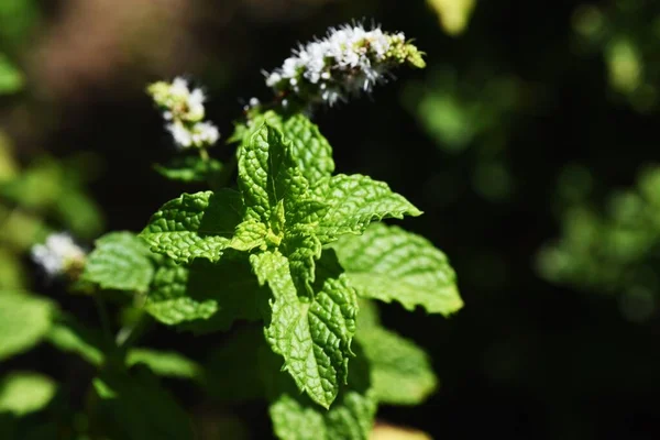 Mint flowers. Lamiaceae perennial herb. The leaves are rich in menthol and are used for cooking and medicinal purposes. The flowering season is from July to September.